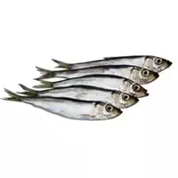 Herring fish...