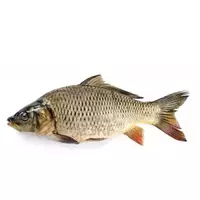 Carp fish...