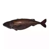 Morue noire (poisson de charbon)...