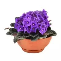 Violet flowers...