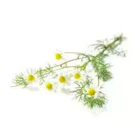 Flowers of chamomile...