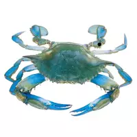 Crabe bleu...