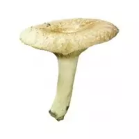 蘑菇塞盧什卡...