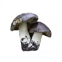 Row mushrooms...