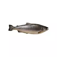 Silver salmon...