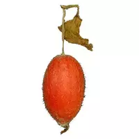 Tladiant紅黃瓜...