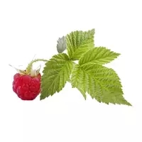 Raspberry leaves...