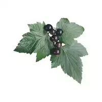 Currant leaves...