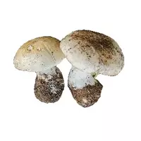 五月蘑菇...