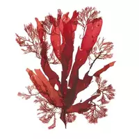 Морские водоросли красные...