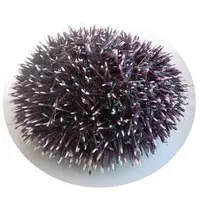 Sea urchins...