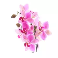 Orchidée...
