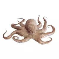 Octopus（タコ）...