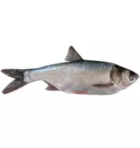 Silver carp fish...