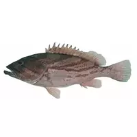 魚石斑魚（merow）...