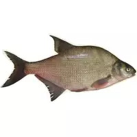 Fish bream...