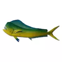 Peixe mahi-mahi (corífeno)...