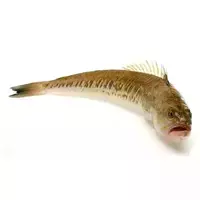 Fisch seedrache...