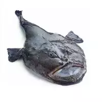 Balık fener balığı (deniz özelliği)...