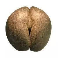 Сейшельский орех коко-де-мер...
