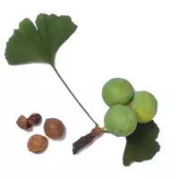 Semillas de ginkgo biloba...