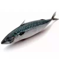 鯖魚魚...