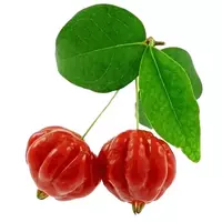 Suriname pitanga cherry...
