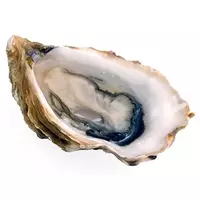 Oyster...