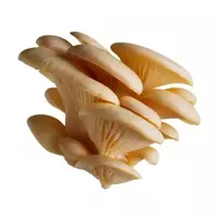 Oyster mushrooms...