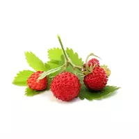 Wild strawberry...